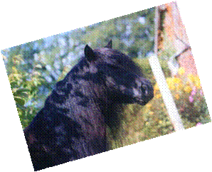 http://www.shetland-de-cabue.net/images/media_photo_3_71.jpg