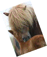 http://www.shetland-de-cabue.net/images/defil_19_image.jpg
